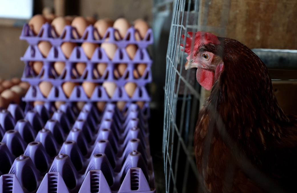 Egg prices have plummeted. That’s great news for consumers — and a crisis for farmers.