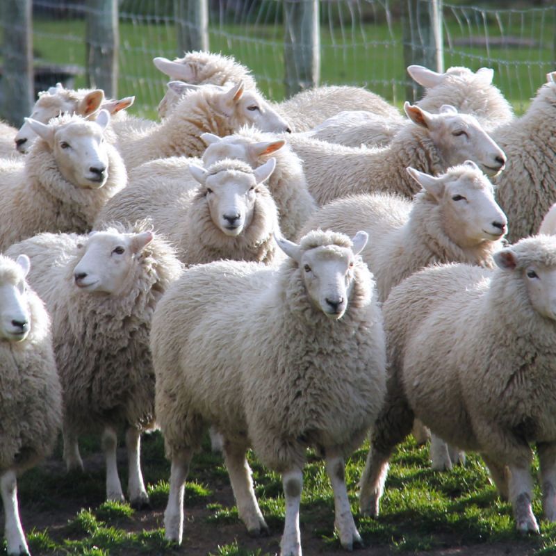 The “Index-Mindset” - what is it, and why might it stifle growth?