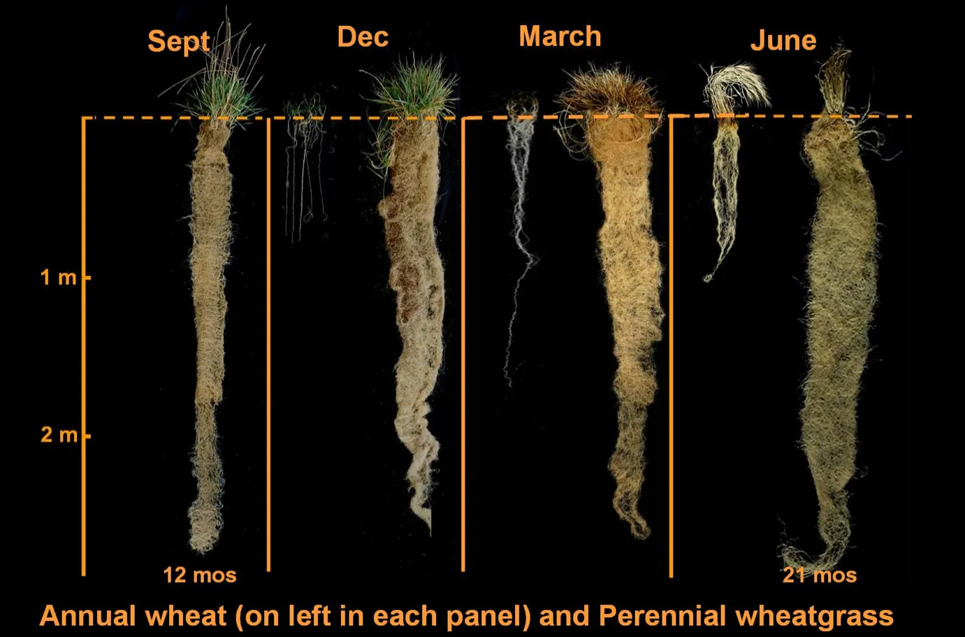 What we can learn from agriculture for innovation strategies
