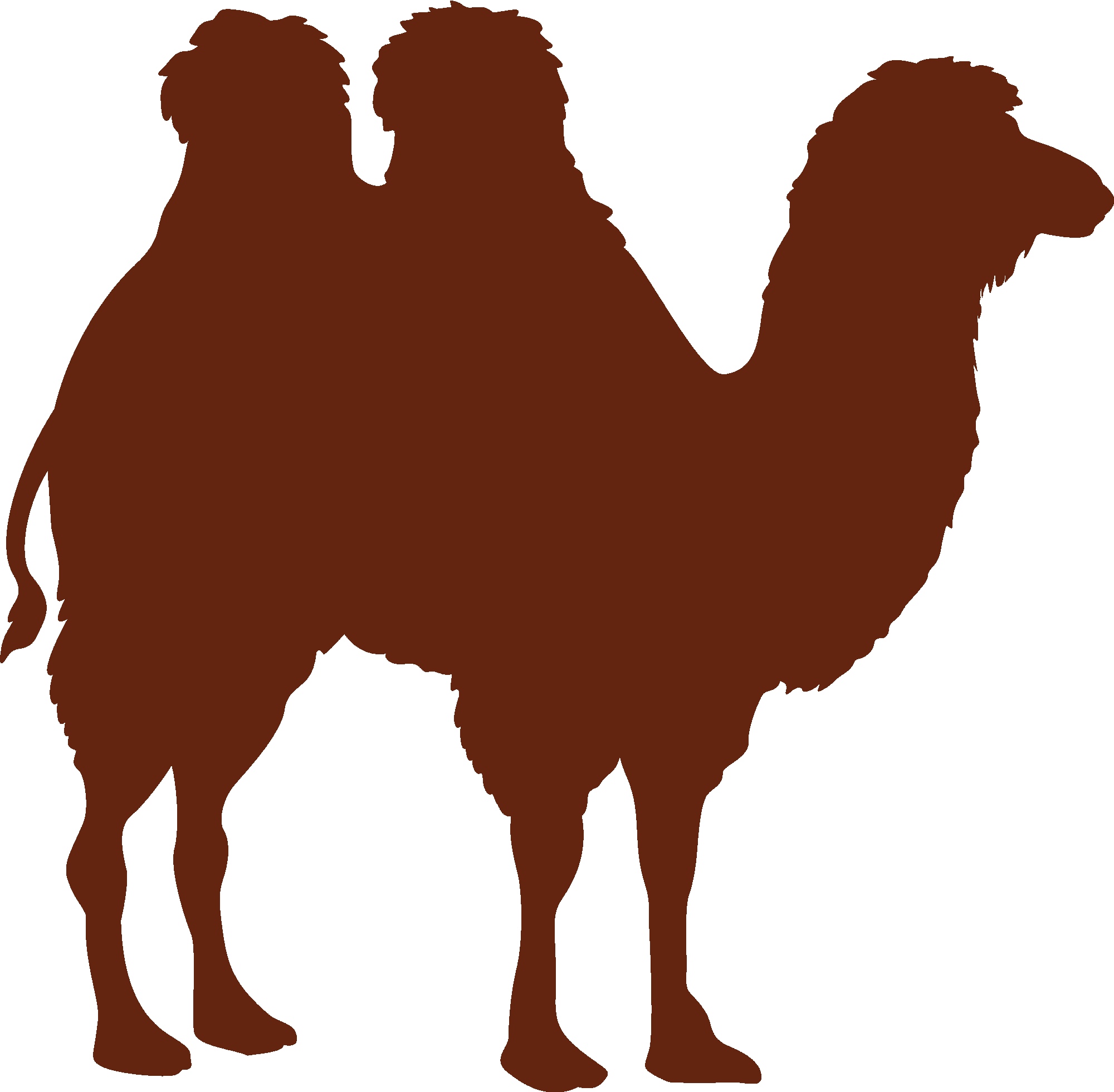 Camel