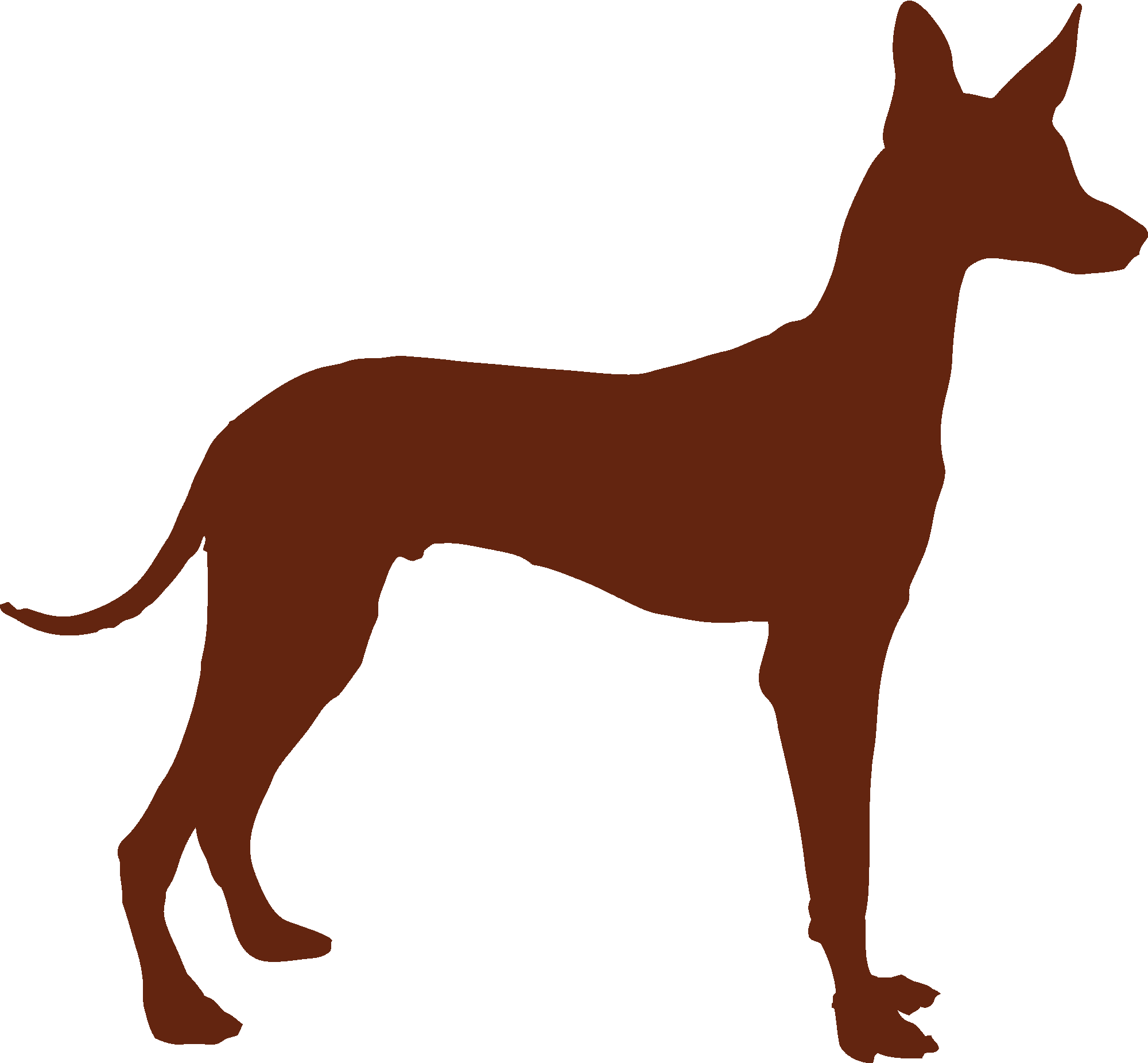 Pharao Hound Podenco