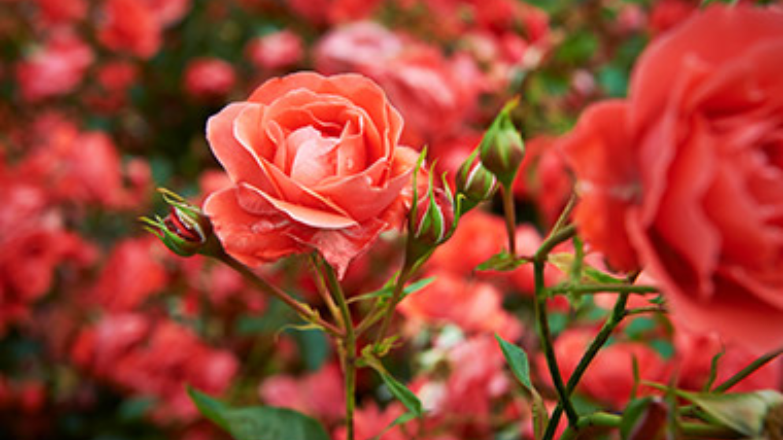 Nahaufnahme einer leuchtend orangen Rose im Fokus vor einem verschwommenen Hintergrund weiterer roter und orangener Rosen, umgeben von frischem Grün.