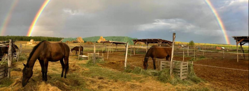 Equina Lovasfarm