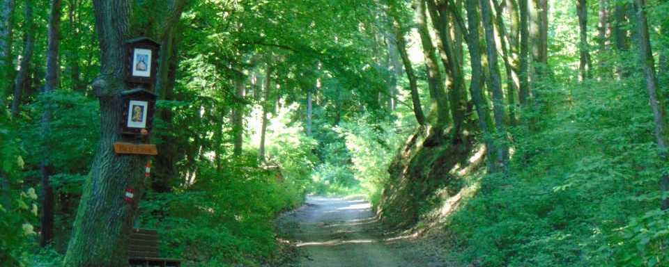 Képesfák