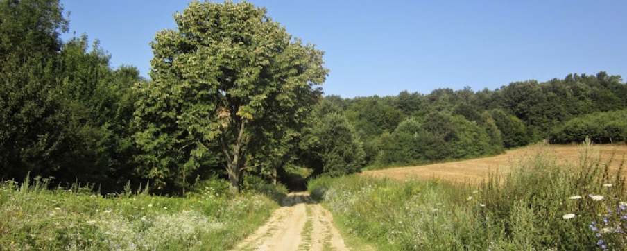 Zselici 4 fa  - 30 km / 20 km / 10 km