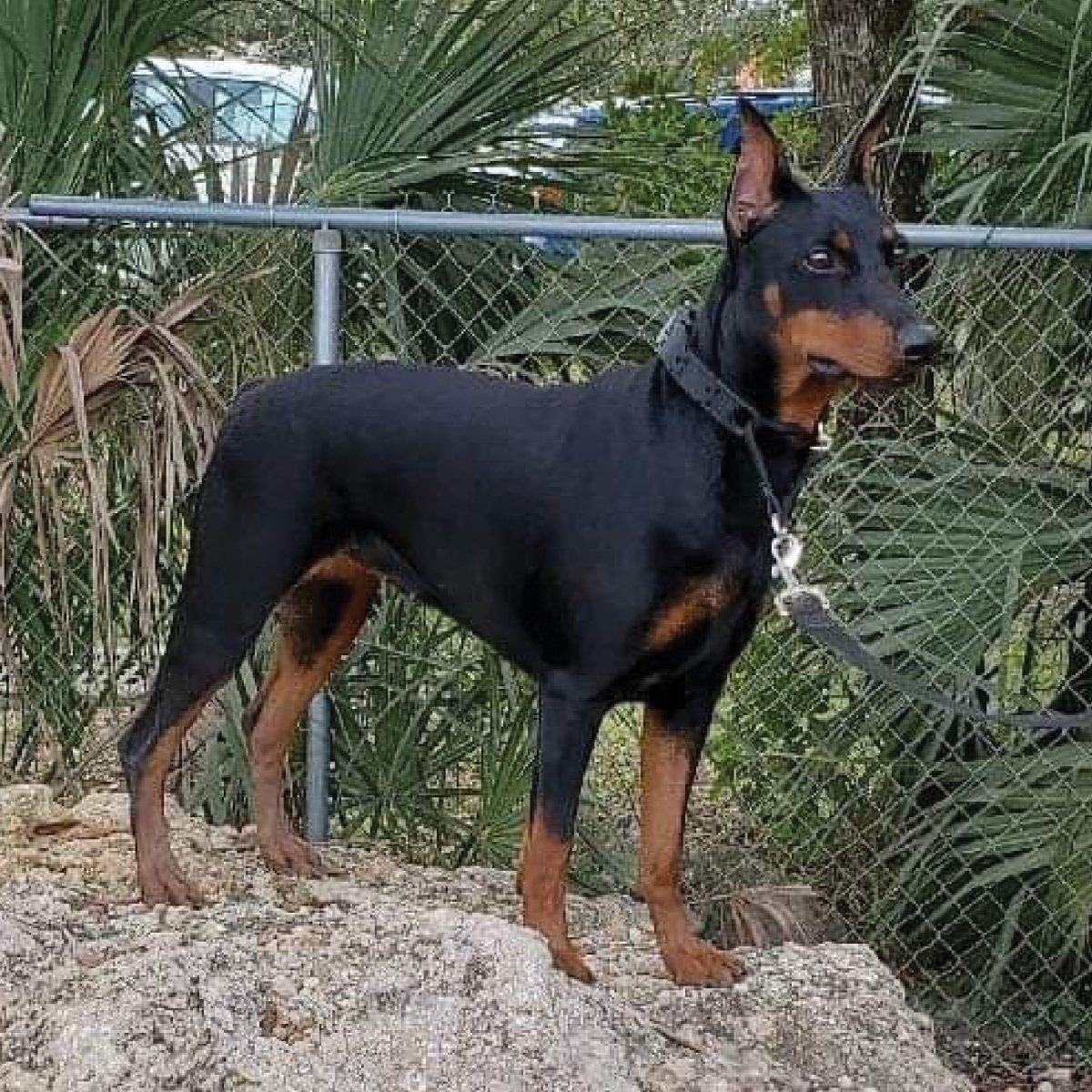 German Pinscher | Showsight