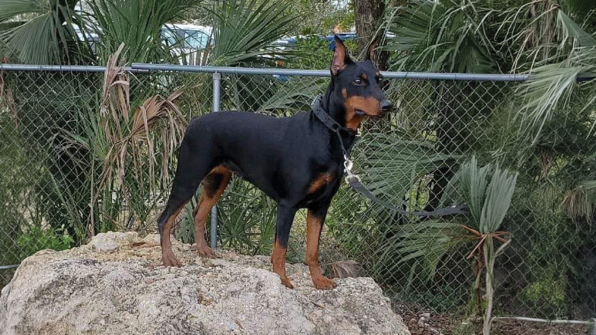 German Pinscher | Showsight