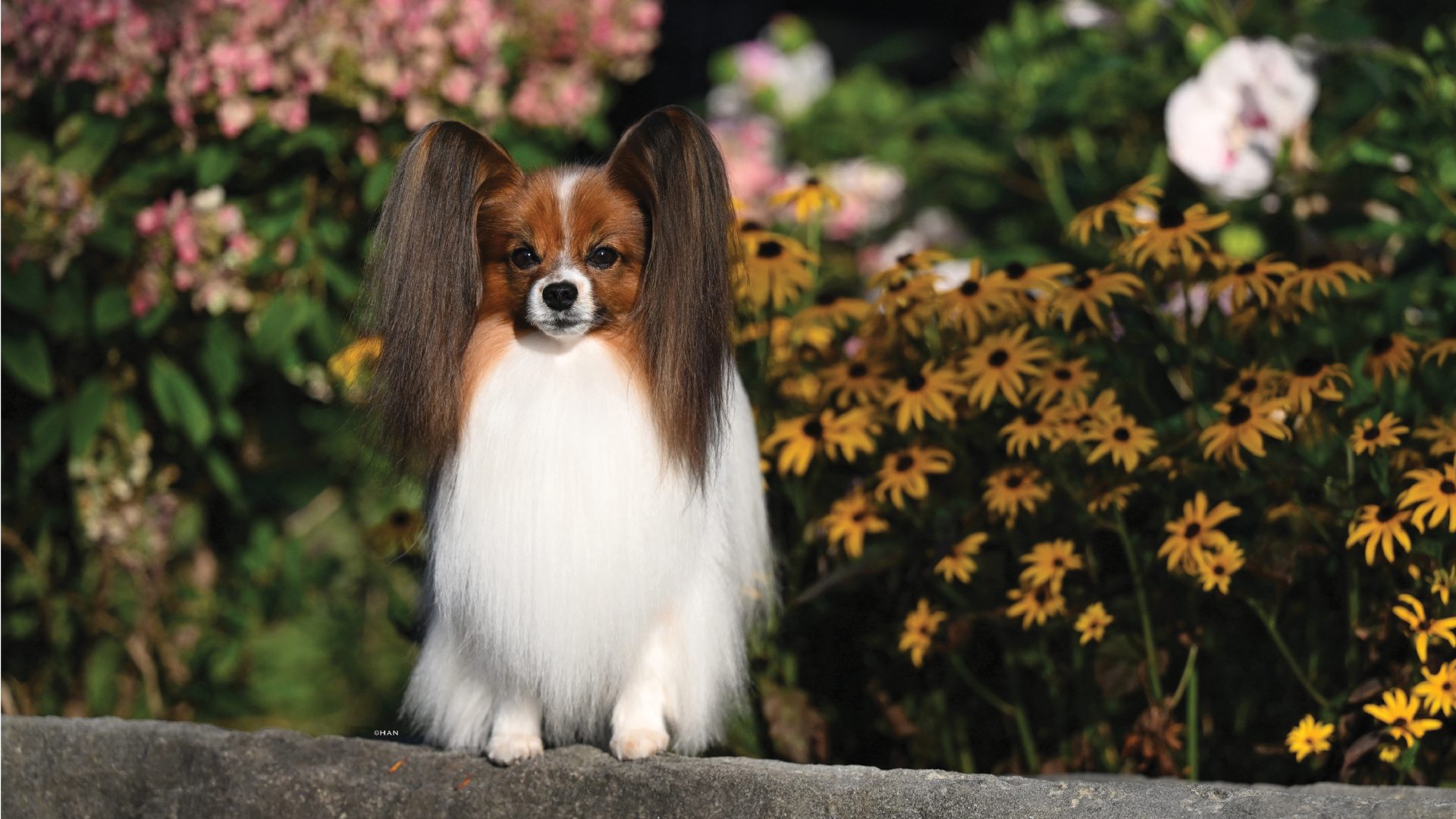 Papillon | Showsight