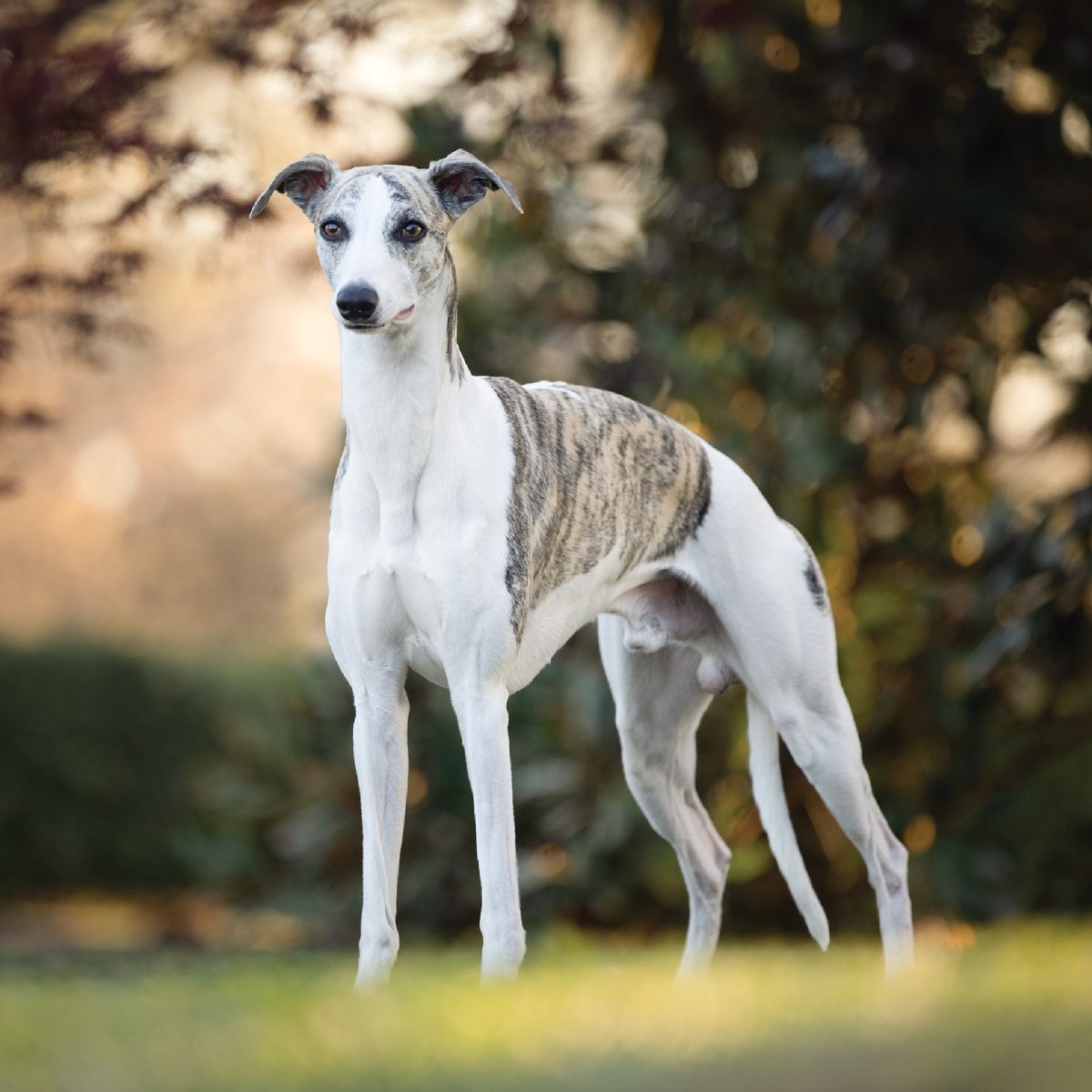 Whippet | Showsight
