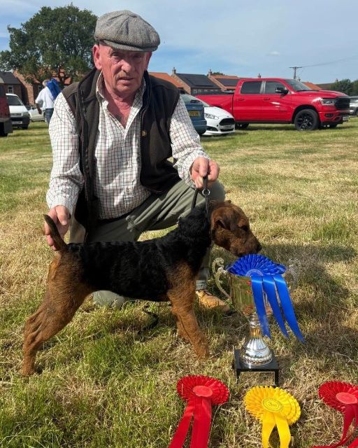 This Lakeland Terrier puppy is representative of the breed in its home country. Sturdy but not coarse, with a coat that looks way more than proper. The breed here is different than in North America. Neither better nor worse, but certainly of a different a