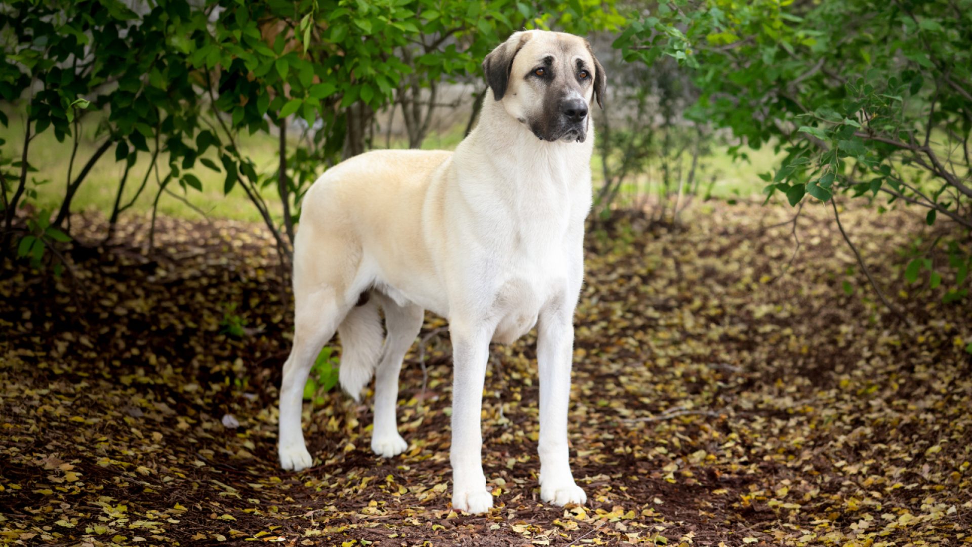 How Much Exercise Does an Anatolian Shepherd Need?