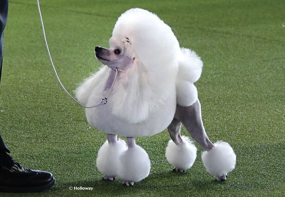 Toy Poodle photo by Vicki Holloway