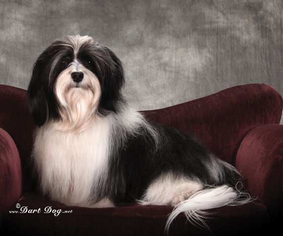 Havanese photo by Dart Dog