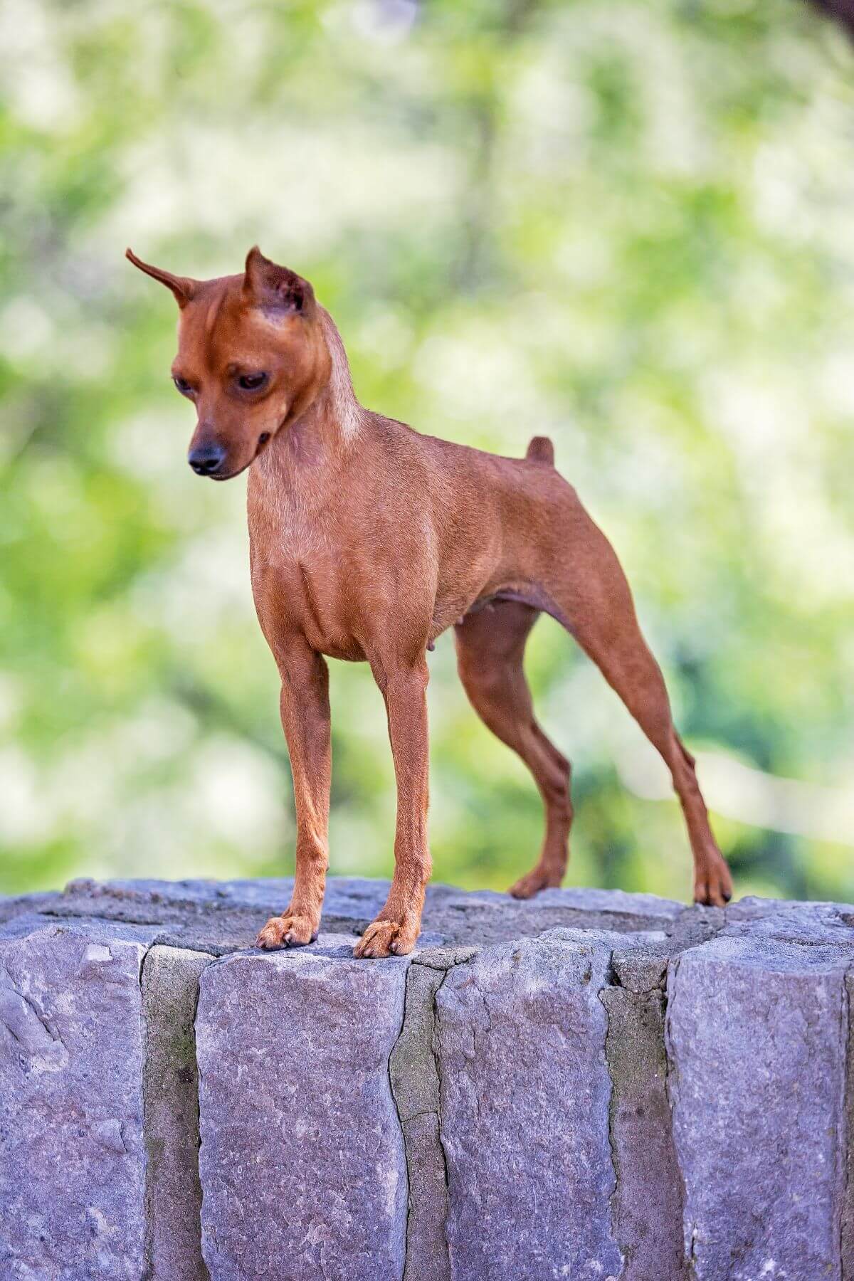 Miniature Pinscher photo by Cherie McDaniel