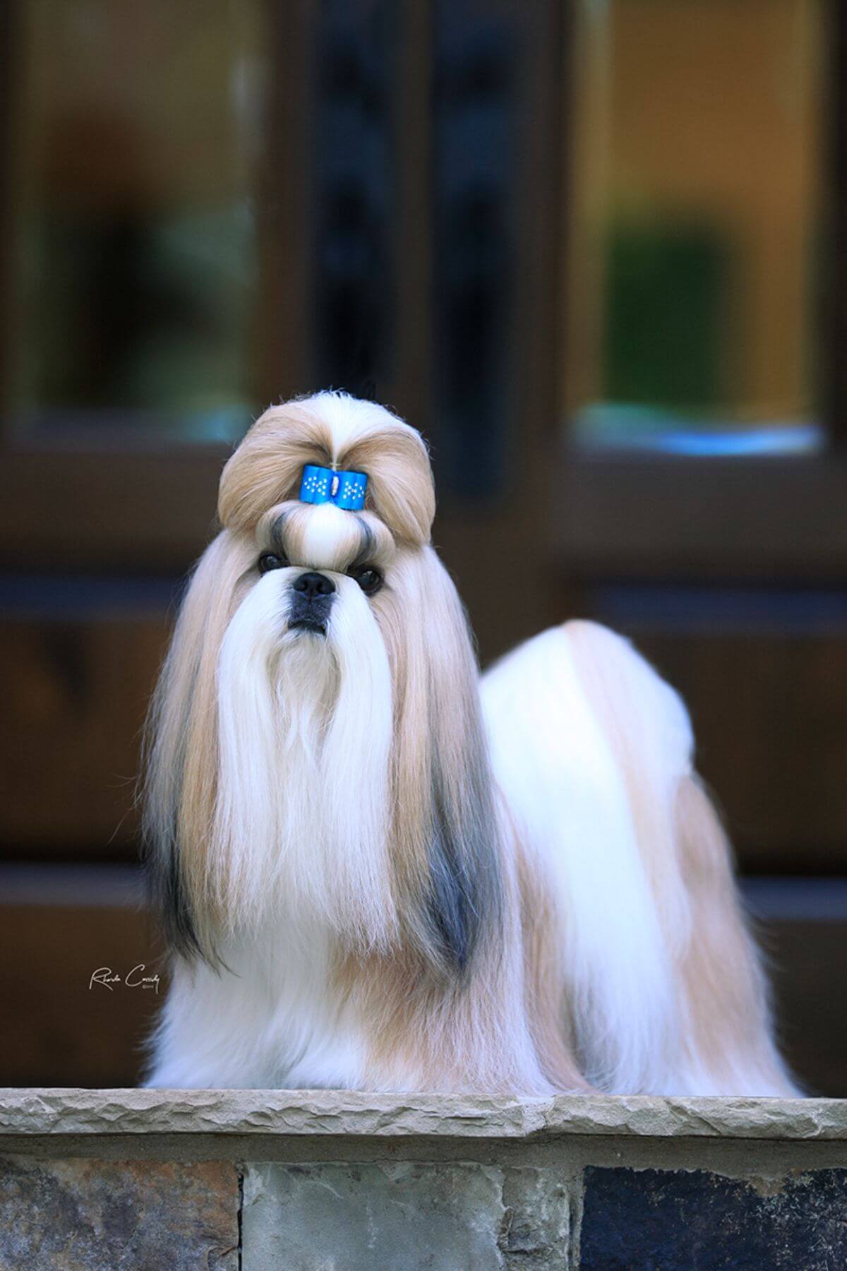 Shih Tzu photo courtesy of Michelle Miller Jones