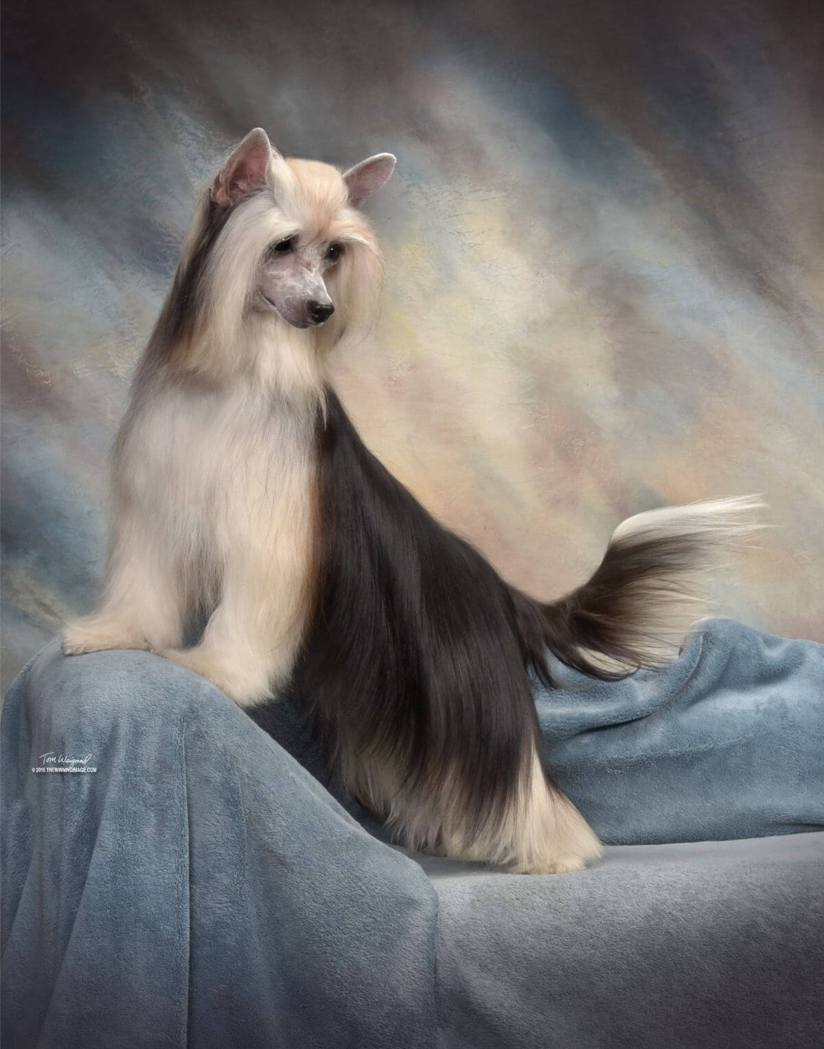 Chinese Crested photo by Tom Weigand