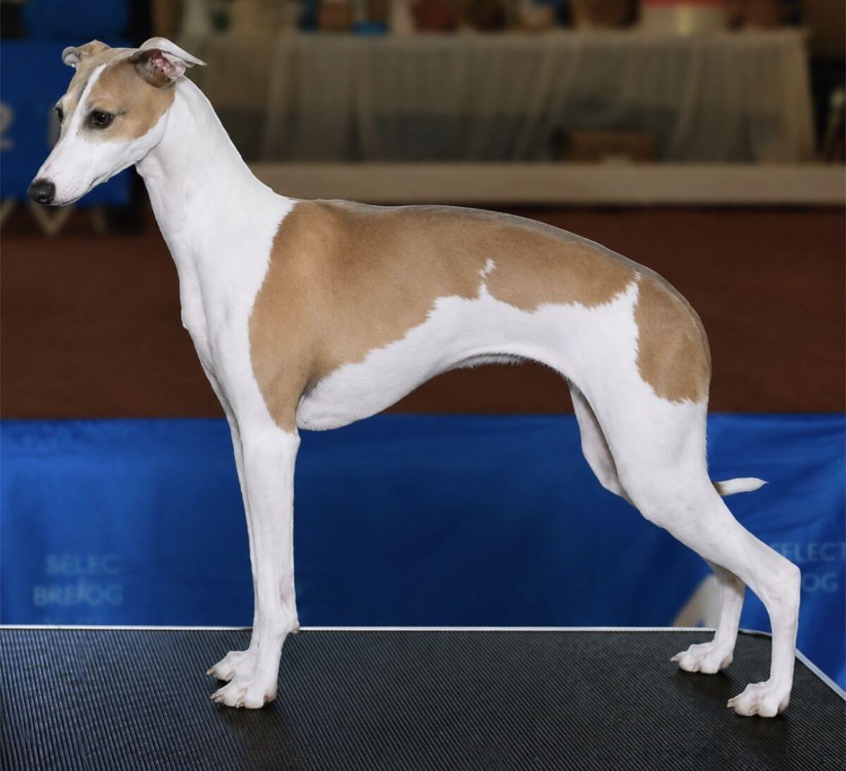 Italian Greyhound photo courtesy of Daniel Stutzman and Dana Cline