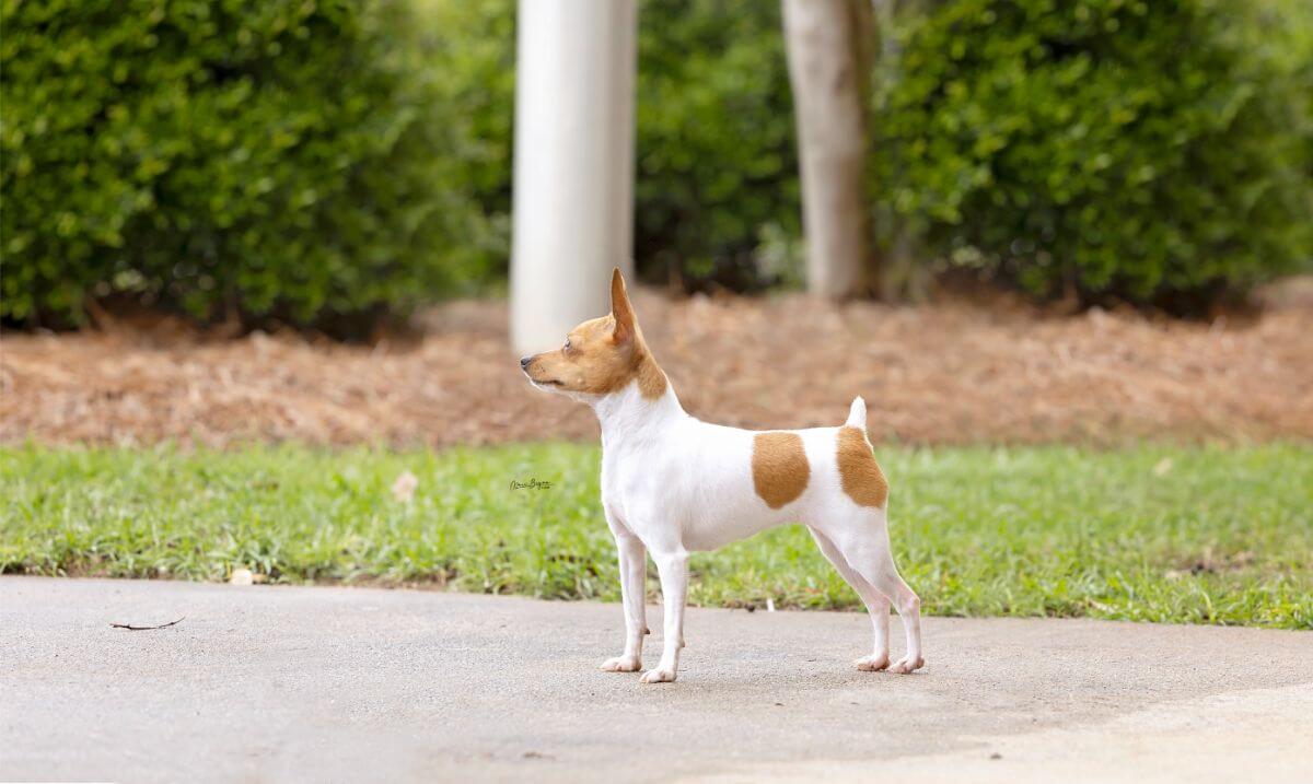 Toy Fox Terrier photo courtesy of Ashley Wilkerson