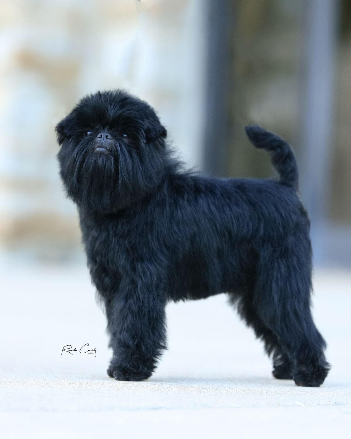 Affenpinscher photo courtesy of Doyle Girouard