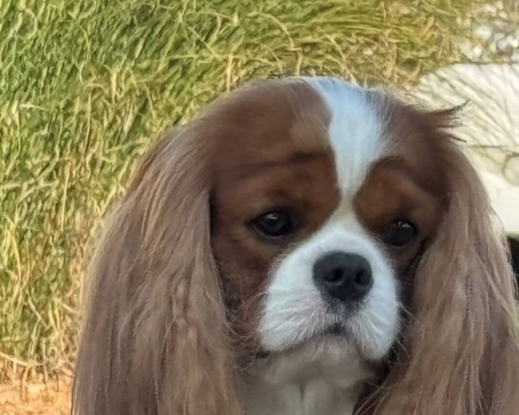 Cavalier King Charles Spaniel photo by Paula Ayers