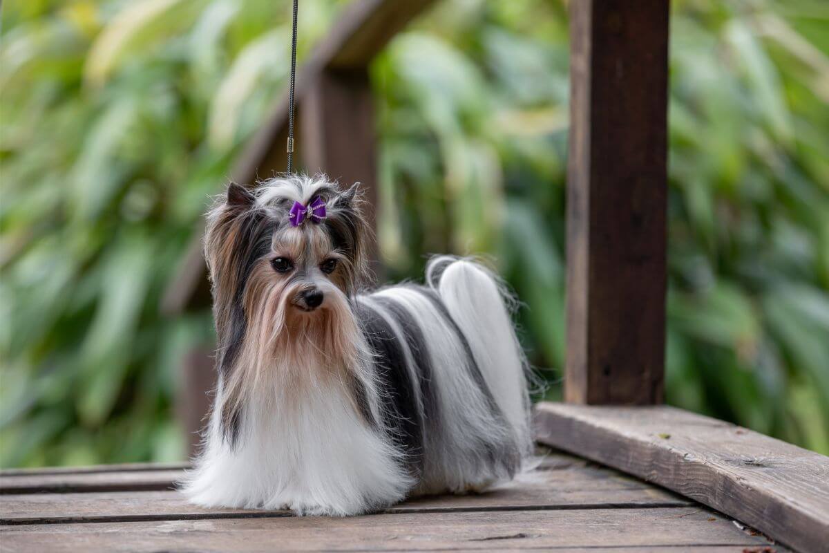 Biewer Terrier photo by Deana Fleenor