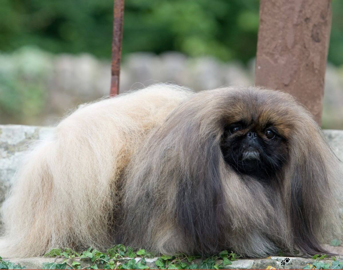 Pekingese photo by Susan Shephard