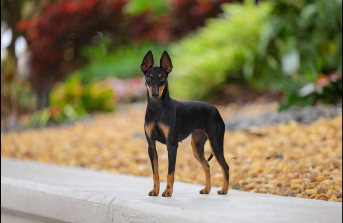 Toy Manchester Terrier photo courtesy of Renae Blankenship