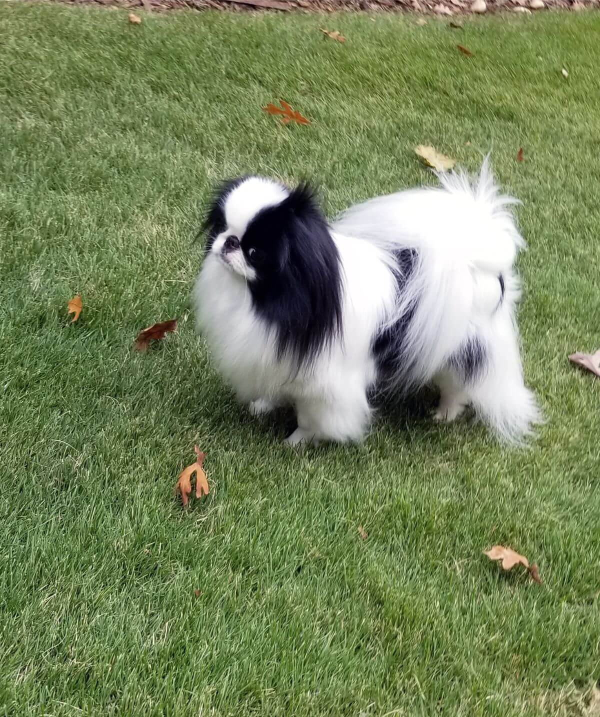 Japanese Chin photo by Scott Toney