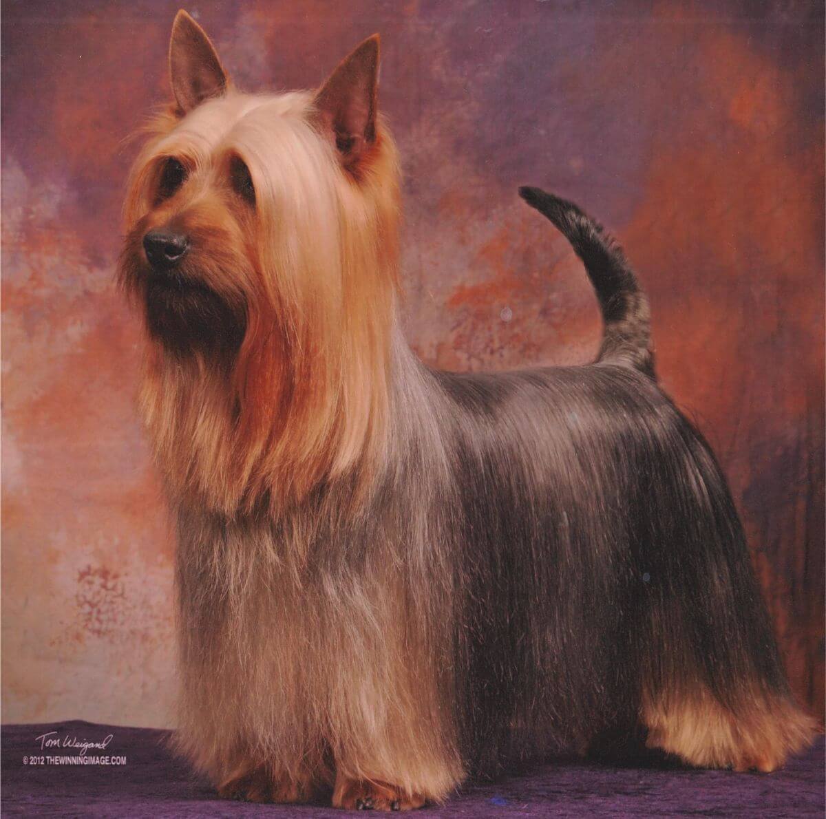 Silky Terrier photo by Tom Weigand