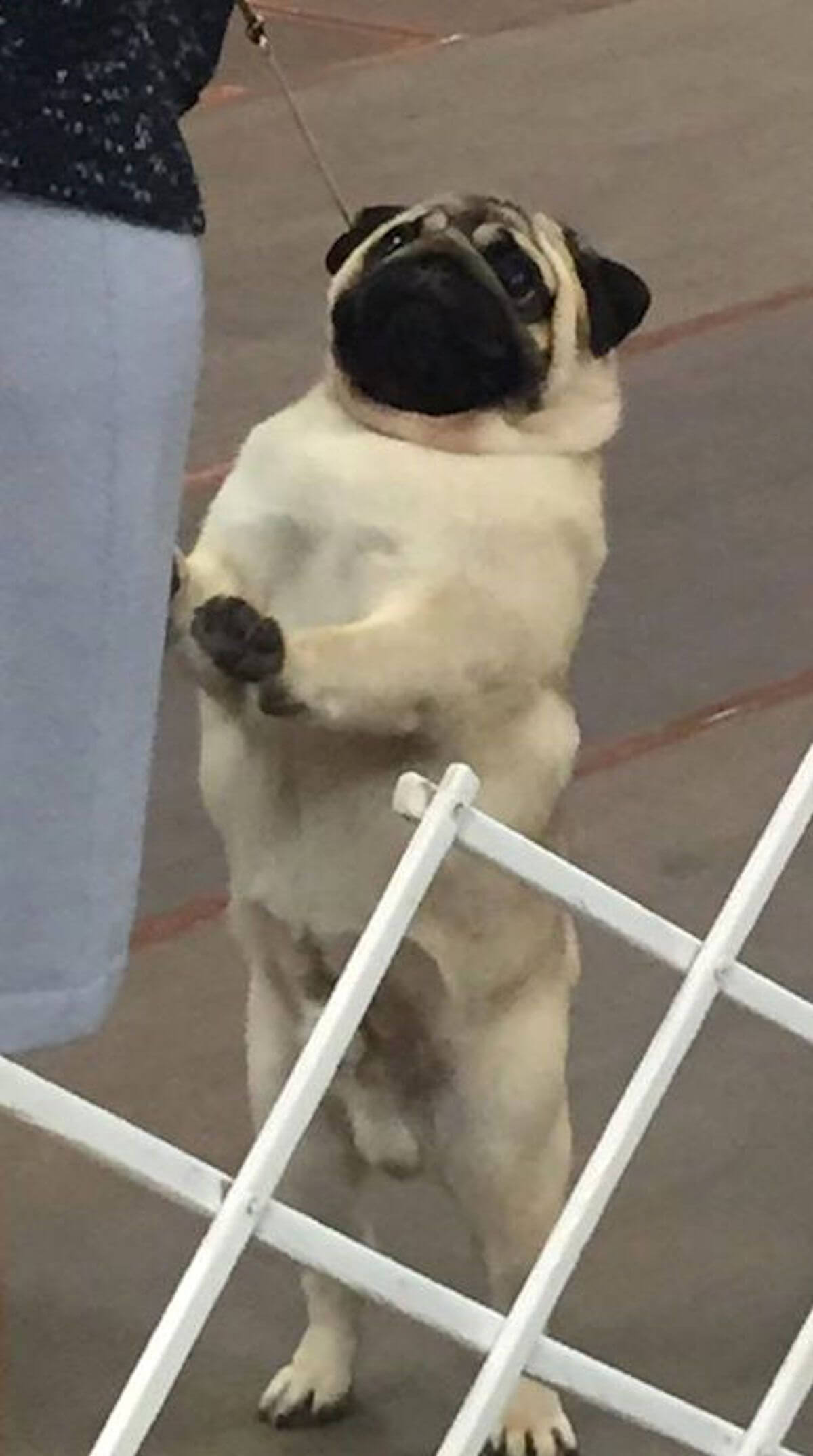 Pug photo courtesy of Phil Fisher