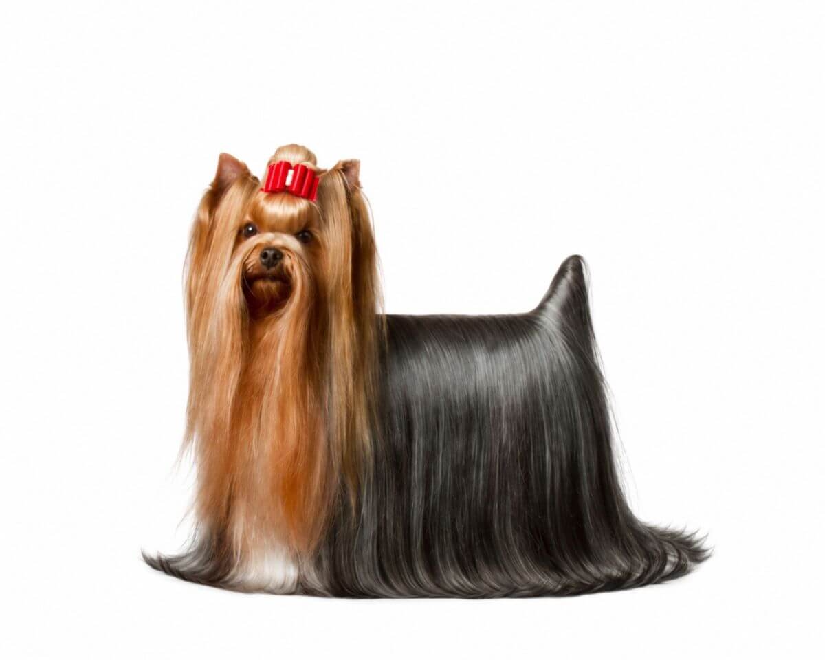Yorkshire Terrier photo courtesy of Matina Johnson