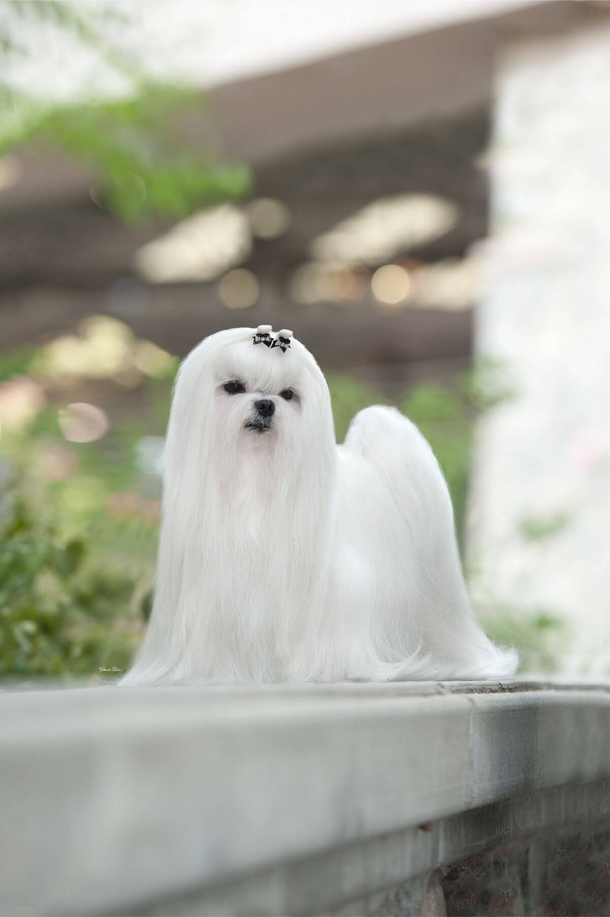 Maltese photo by Derek Glas
