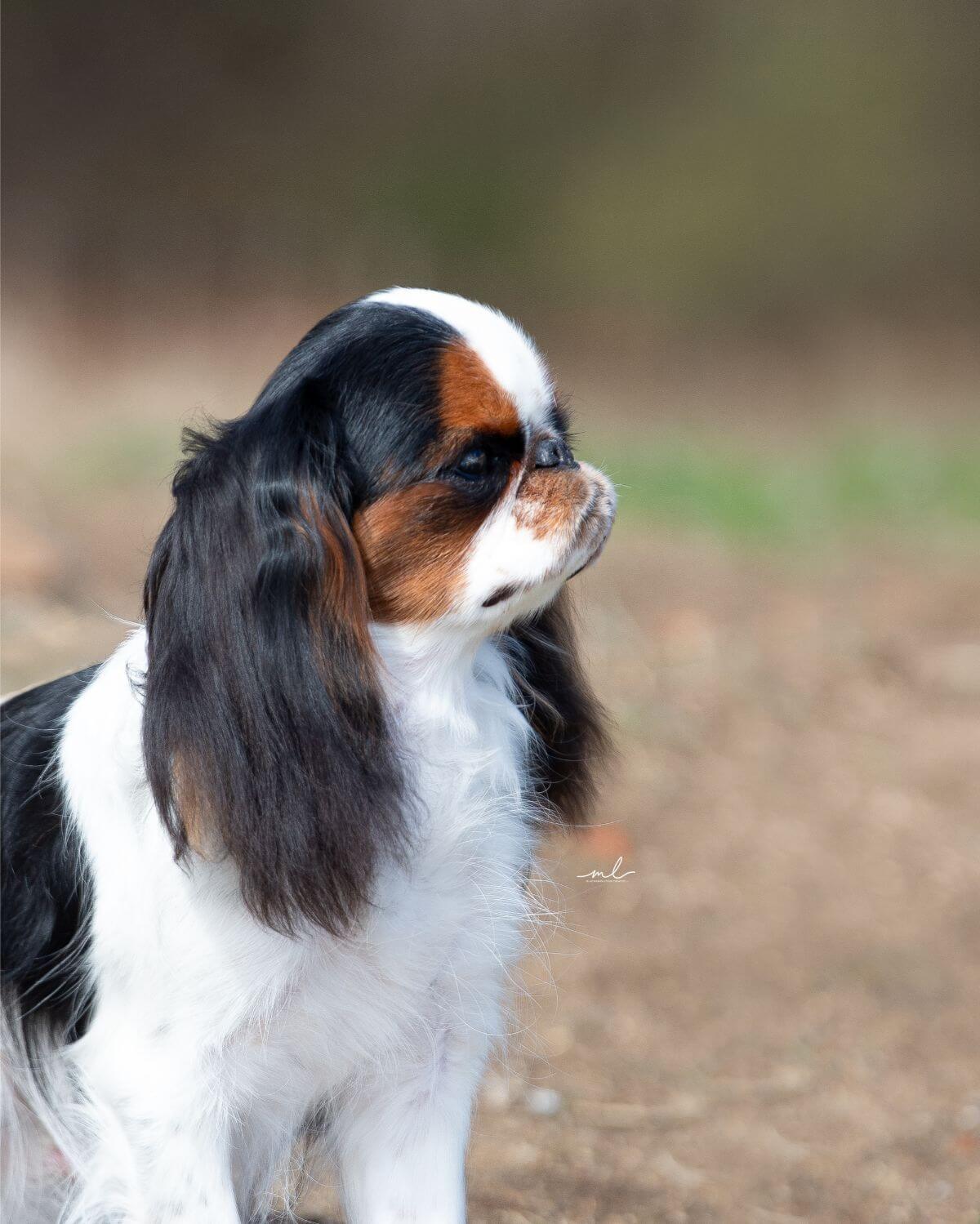 English Toy Spaniel photo courtesy of Meghann Terrien and Cate Auerswald