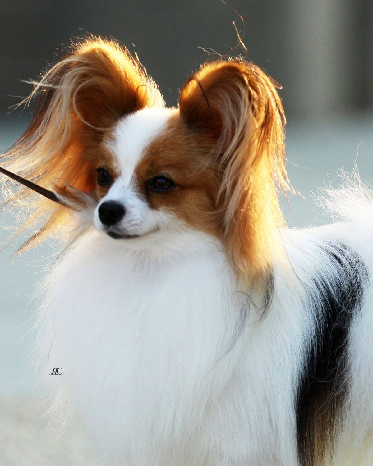 Papillon photo by RC Photos
