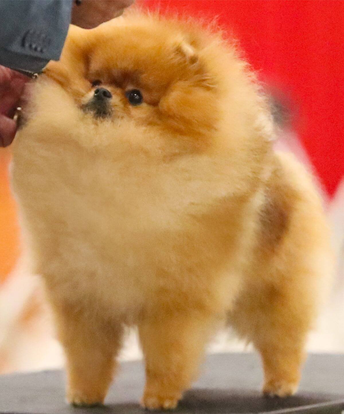 Pomeranian photo courtesy of Curtis Smith