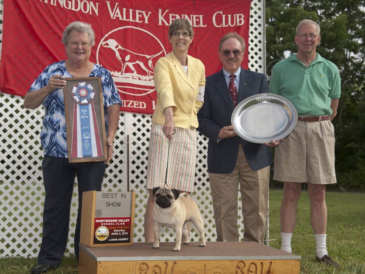 Chloe, GCHP Castlerock Pine Cone Mountain Rain. She and her littermate, Buster, were Top 10 ranked Pugs, even though they showed against each other. Her handler, Michael Scott, showed her to the Group win and Ashley went back in on her for Best in Show wh