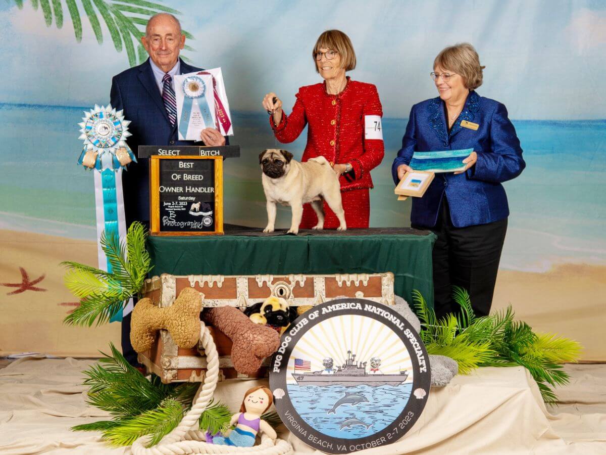 Poppy, handled by Ashley to Select Bitch and Owner-Handled BOB under Joe Walton at the 2023 Pug Dog Club of America National Specialty. She was a multiple Group winner, Best of Opposite Sex at Westminster, and OHBIS, among many other accomplishments.