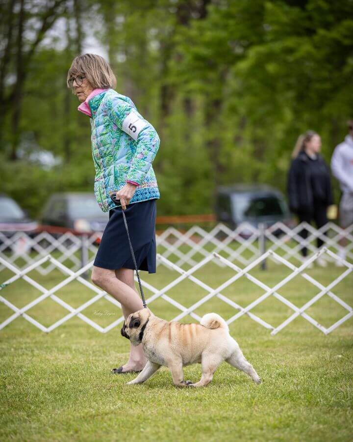 Rowdy, GCH Dillpepah Party In Paris At Castlerock BCAT ATT. At just two years old, he is a work in progress and Ashley plans to special him next year.