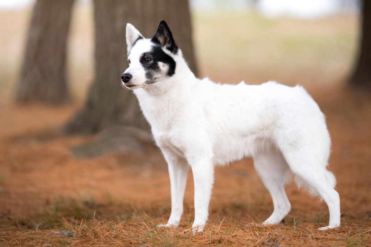Nenets Laika