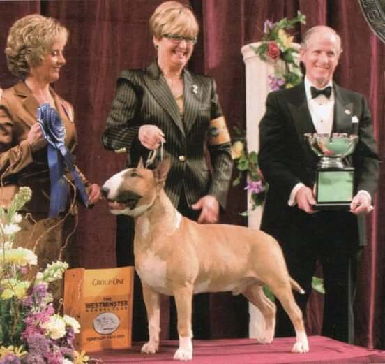 Ch. Rocky Tops Sundance Kid