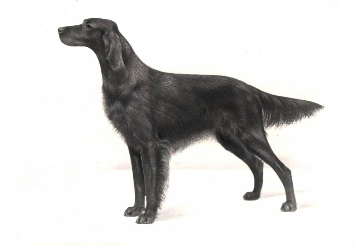 This photographic portrait by Rudolph Tauskey of the famous Milson O’Boy, owned by Geraldine Dodge, was originally printed in the AKC Gazette in 1935. As was his custom, the image was “cleaned up” to show the dog at his very best advantage. The result is