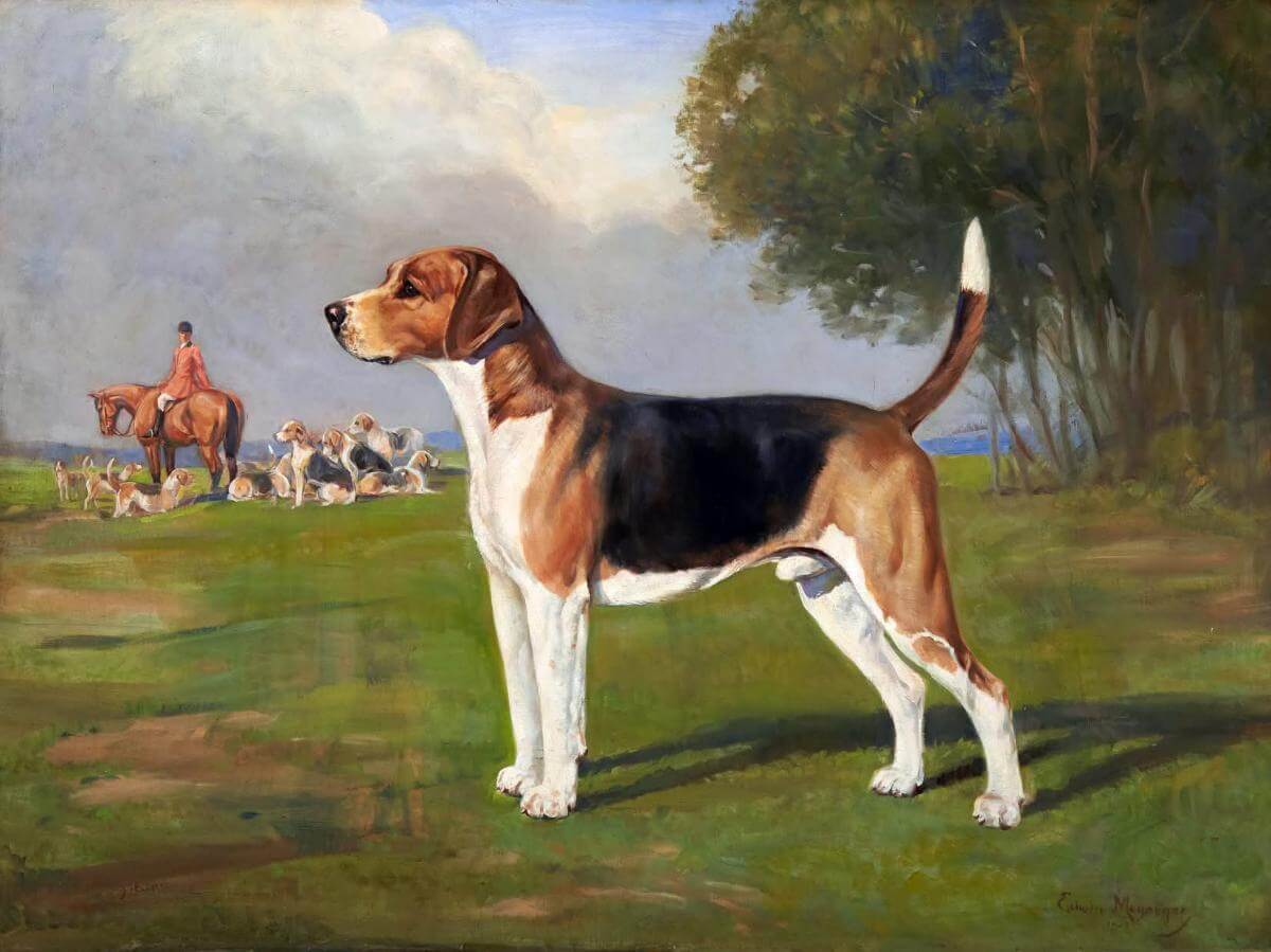 The portrait of CH Mr Reynal’s Monarch. The painting was commissioned by Amory L. Haskell, owner of this fine hound, and painted by Edwin Megargee. Megargee’s portraits always portrayed their subjects in the very best light.