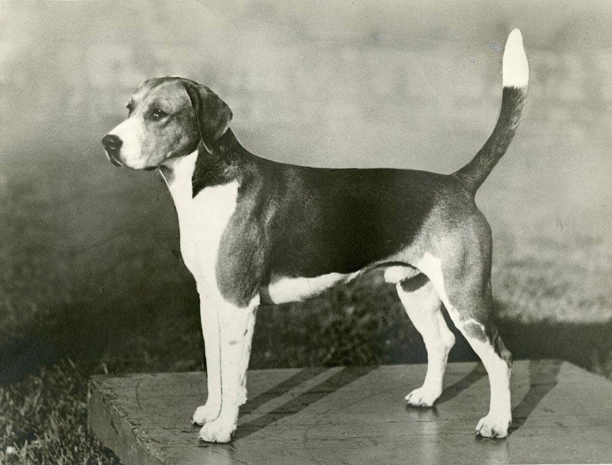 A photograph of Monarch shortly after his Best in Show win at Morris & Essex in 1936. A fine hound to be sure and representative of the conformation and type of the pack hounds of the day, but somewhat different than the painting.