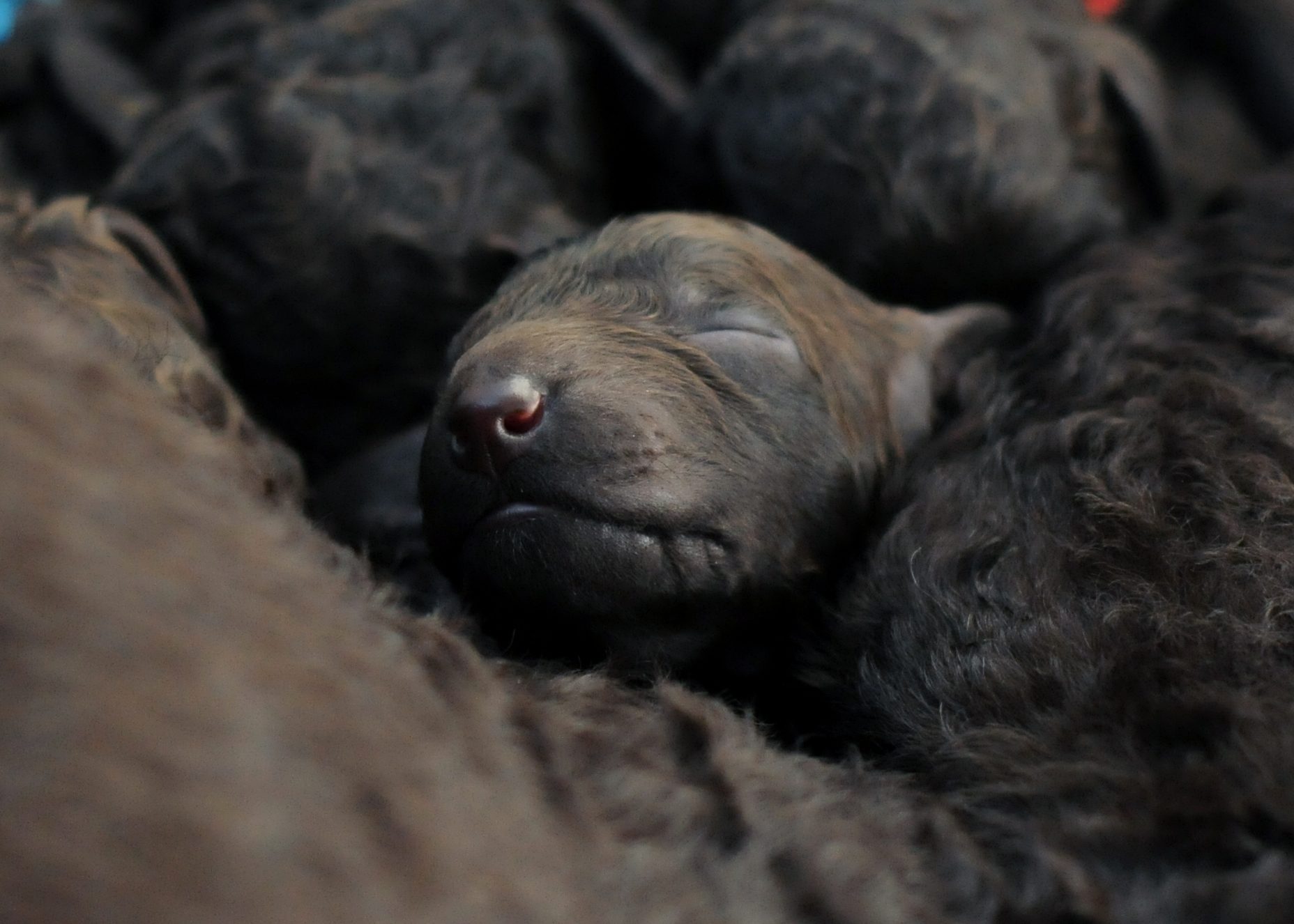 Dan Sayers / Quiet Storm Irish Water Spaniels