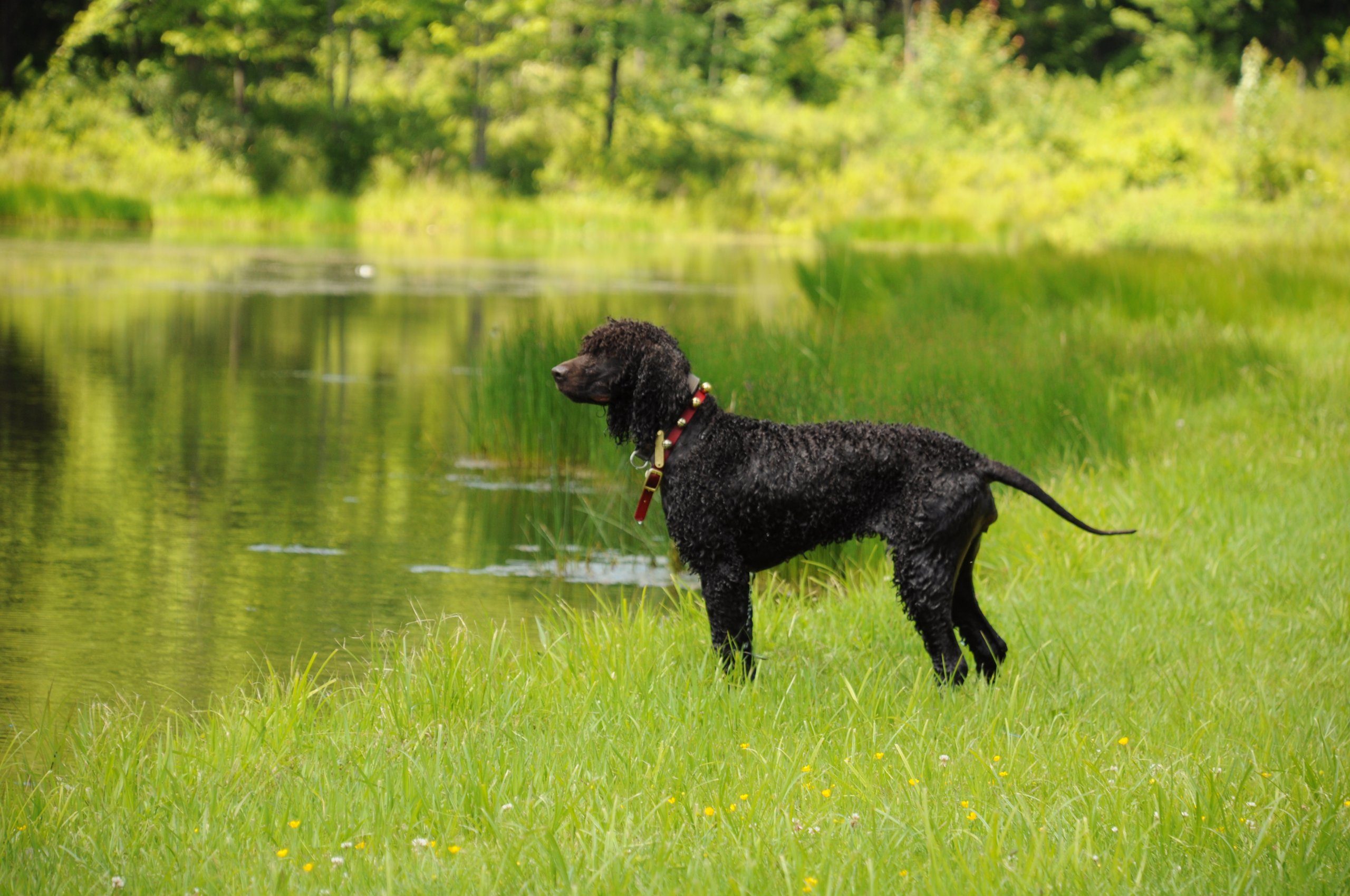 Dan Sayers / Quiet Storm Irish Water Spaniels