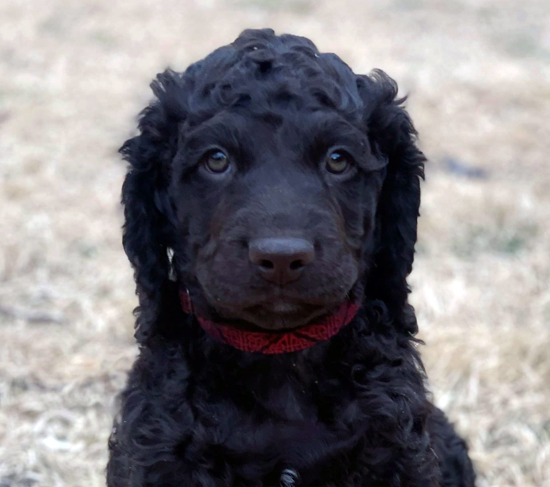 Dan Sayers / Quiet Storm Irish Water Spaniels
