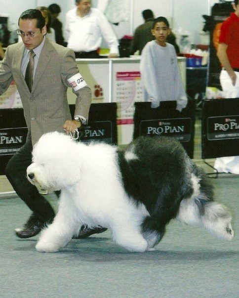 Sun Dog Handling & Grooming