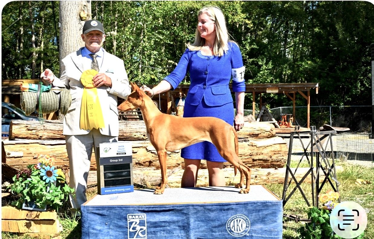 GCH CH Nefer-Temu Raspberry Beret
