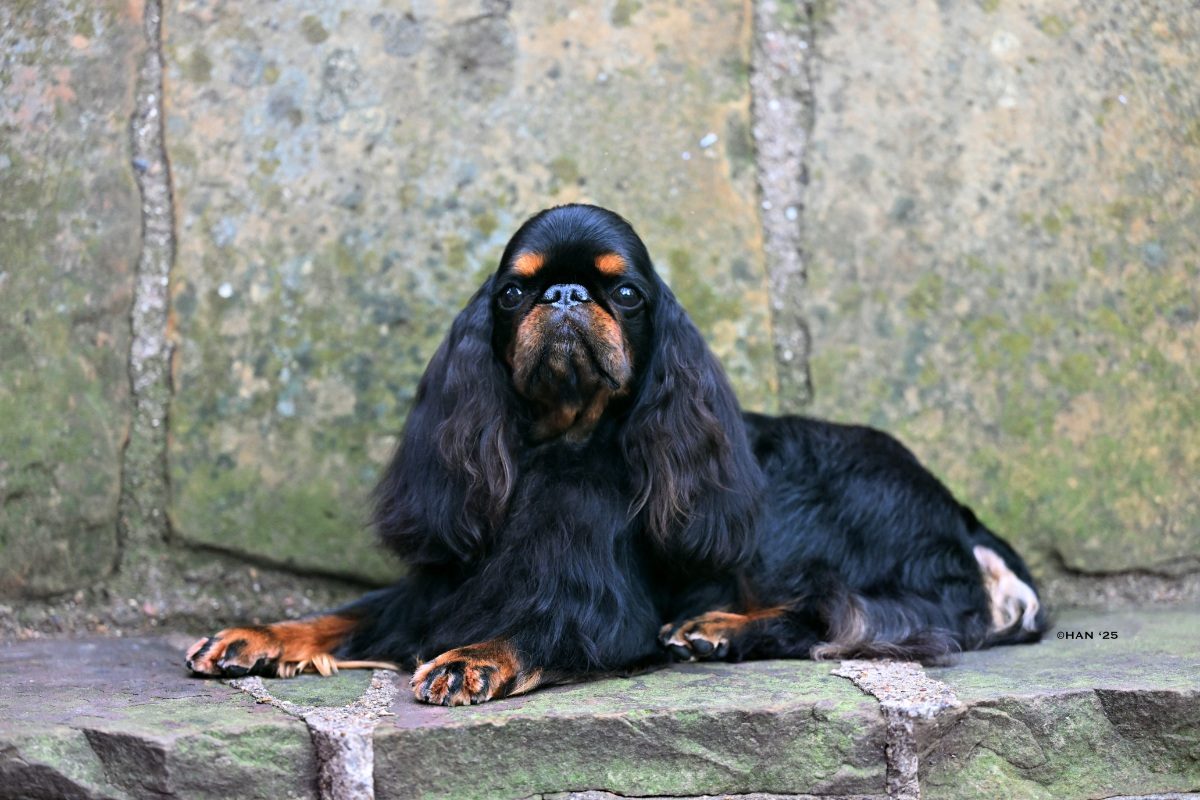 GCHB CH Clussexx Coronation Of A King From Sandscape