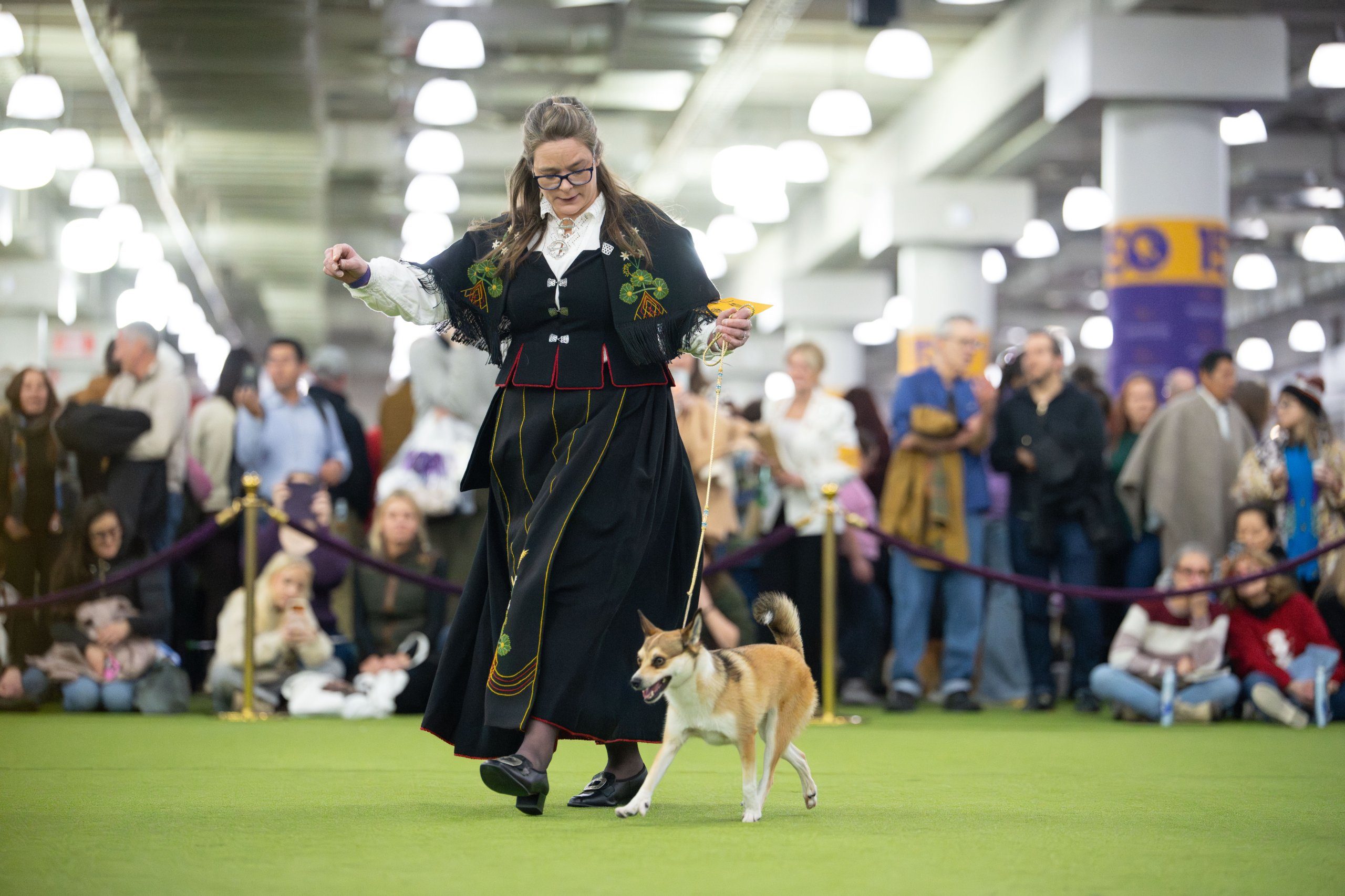 GCH CH Solkanata's Teal The Show OHB